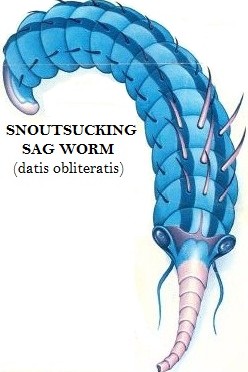 snout sucking sag worm